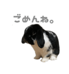 たれみみうさぎ♡うにちゃん5（個別スタンプ：29）