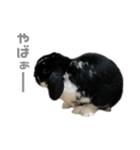 たれみみうさぎ♡うにちゃん5（個別スタンプ：32）