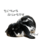 たれみみうさぎ♡うにちゃん5（個別スタンプ：33）