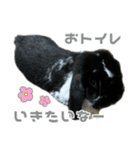 たれみみうさぎ♡うにちゃん5（個別スタンプ：34）