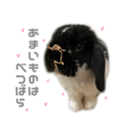 たれみみうさぎ♡うにちゃん5（個別スタンプ：36）