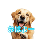 AI 犬 ラブラドール・レトリーバー（個別スタンプ：1）