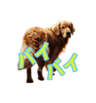 AI 犬 ラブラドール・レトリーバー（個別スタンプ：3）