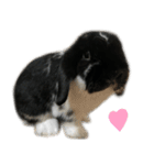 たれみみうさぎ♡うにちゃん4（個別スタンプ：1）