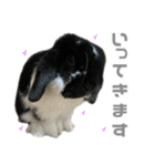 たれみみうさぎ♡うにちゃん4（個別スタンプ：5）
