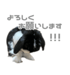 たれみみうさぎ♡うにちゃん4（個別スタンプ：9）