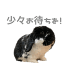 たれみみうさぎ♡うにちゃん4（個別スタンプ：12）