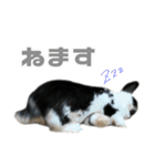 たれみみうさぎ♡うにちゃん4（個別スタンプ：13）