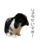 たれみみうさぎ♡うにちゃん4（個別スタンプ：15）