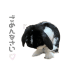 たれみみうさぎ♡うにちゃん4（個別スタンプ：16）