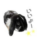 たれみみうさぎ♡うにちゃん4（個別スタンプ：28）