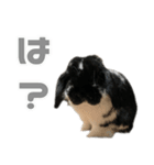 たれみみうさぎ♡うにちゃん4（個別スタンプ：31）