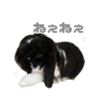 たれみみうさぎ♡うにちゃん4（個別スタンプ：33）