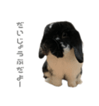 たれみみうさぎ♡うにちゃん4（個別スタンプ：35）