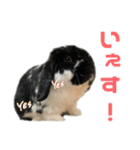 たれみみうさぎ♡うにちゃん4（個別スタンプ：37）