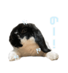 たれみみうさぎ♡うにちゃん4（個別スタンプ：38）