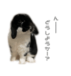 たれみみうさぎ♡うにちゃん4（個別スタンプ：40）