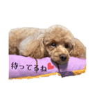 愛犬こっちやん（個別スタンプ：3）