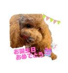 愛犬こっちやん（個別スタンプ：7）