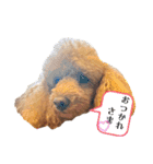 愛犬こっちやん（個別スタンプ：11）