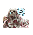 かわいいぼこやろうスタンプ（個別スタンプ：7）