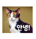 韓国語をしゃべる三毛猫（個別スタンプ：1）