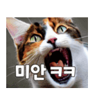 韓国語をしゃべる三毛猫（個別スタンプ：4）