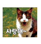 韓国語をしゃべる三毛猫（個別スタンプ：5）