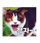 韓国語をしゃべる三毛猫（個別スタンプ：9）