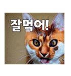 韓国語をしゃべる三毛猫（個別スタンプ：12）