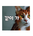 韓国語をしゃべる三毛猫（個別スタンプ：14）