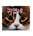 韓国語をしゃべる三毛猫（個別スタンプ：16）