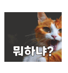 韓国語をしゃべる三毛猫（個別スタンプ：20）