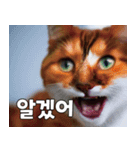 韓国語をしゃべる三毛猫（個別スタンプ：22）