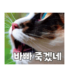 韓国語をしゃべる三毛猫（個別スタンプ：23）