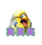 AI セキセイインコ（個別スタンプ：1）