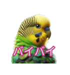 AI セキセイインコ（個別スタンプ：6）