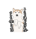 柴犬うめはスタンプ（個別スタンプ：2）