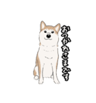 柴犬うめはスタンプ（個別スタンプ：3）