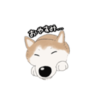 柴犬うめはスタンプ（個別スタンプ：4）