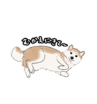 柴犬うめはスタンプ（個別スタンプ：5）