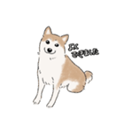 柴犬うめはスタンプ（個別スタンプ：6）