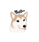 柴犬うめはスタンプ（個別スタンプ：7）