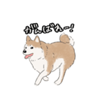 柴犬うめはスタンプ（個別スタンプ：8）