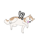 柴犬うめはスタンプ（個別スタンプ：9）