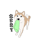 柴犬うめはスタンプ（個別スタンプ：10）
