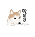 柴犬うめはスタンプ（個別スタンプ：11）
