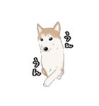 柴犬うめはスタンプ（個別スタンプ：12）