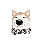 柴犬うめはスタンプ（個別スタンプ：13）