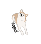 柴犬うめはスタンプ（個別スタンプ：15）